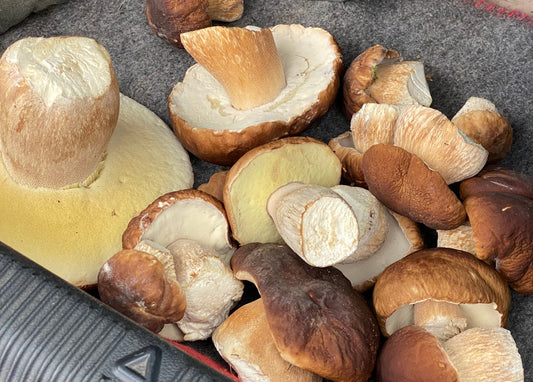 STEINPILZJUS Sonderedition
